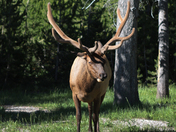 Yellowstone National Park