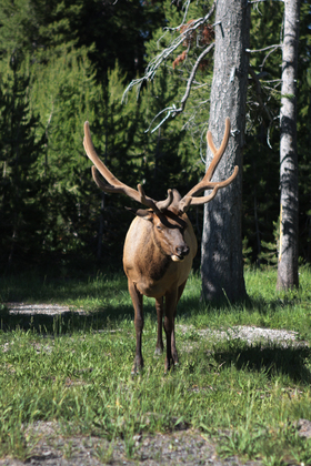 Yellowstone National Park