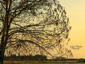Arthur R. Marshall Loxahatchee Wildlife Refuge