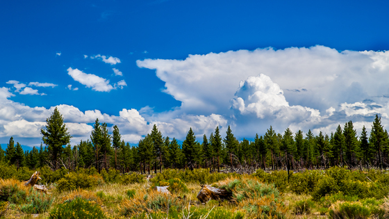 Inyo National Forest