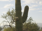 Saguaro National Park