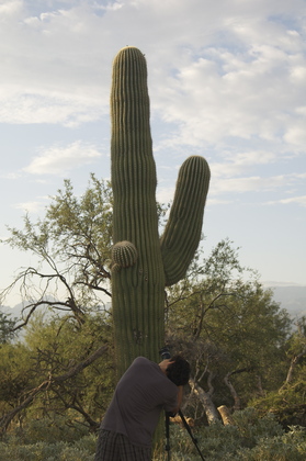 Saguaro National Park
