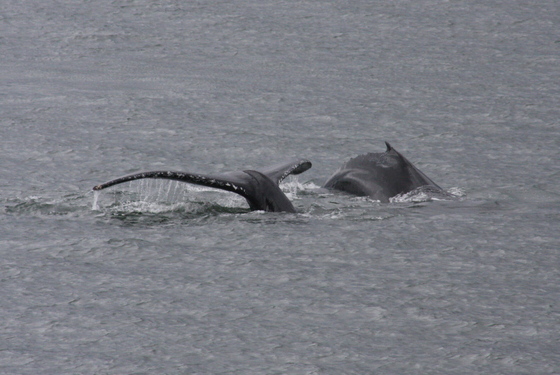  Admiralty Island