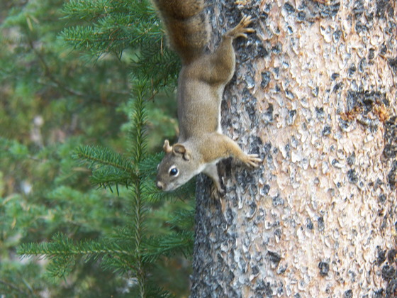 Yellowstone NP