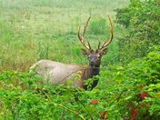 Allegheny National Forest