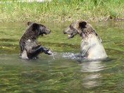 Yellowstone National Park