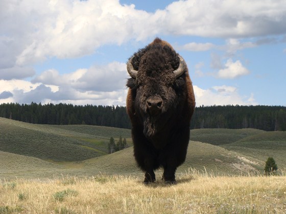 Yellowstone National Park