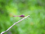 Laguna Atascosa National Wildlife Refuge