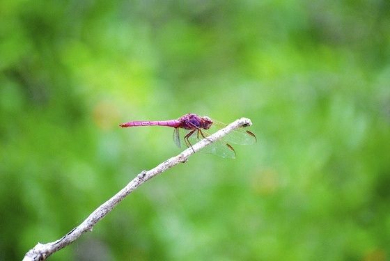 Laguna Atascosa National Wildlife Refuge