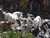 Sawtooth national forest