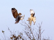 Anahuac National Wildlife Refuge