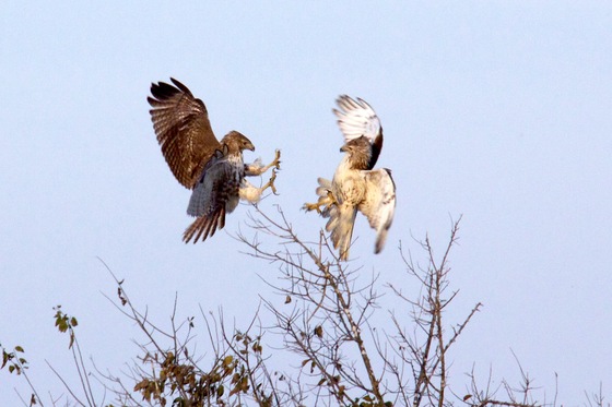 Anahuac National Wildlife Refuge