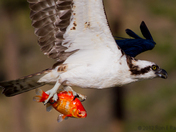 Osprey flying with Goldfish