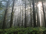 Redwoods, Northern California