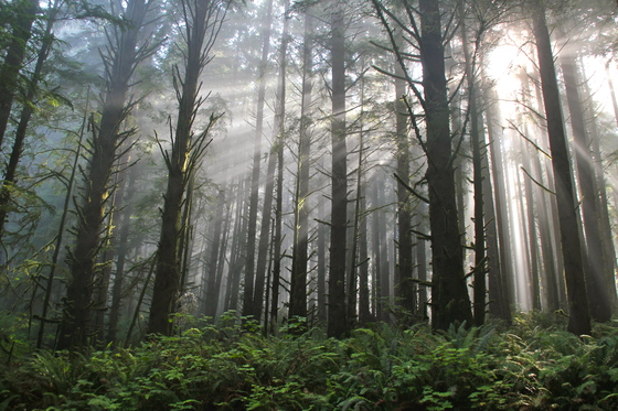 Redwoods, Northern California