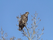 Juvenile Bald Eagle in Tree