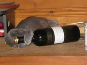 MY CAT HAS A PROBLEM