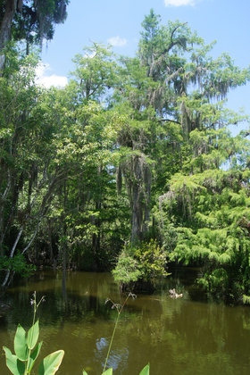 Big Cypress,Fl.