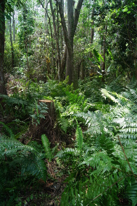 Big Cypress, Fl.