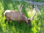 Yellowstone National Park