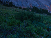 Uncompahgre National Forest