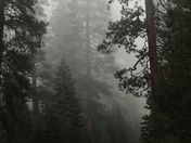 Yosemite National Park