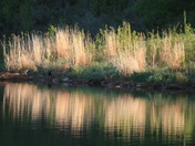 Shoreline Reflection
