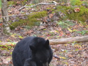Great Smoky Mountains National Park