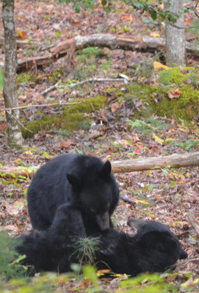 Great Smoky Mountains National Park