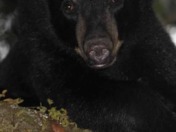 Ocala National Forest