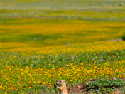 Wichita Mountain National Wildlife Refuge