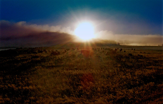 Yellowstone National Park