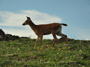 Olympic National Park