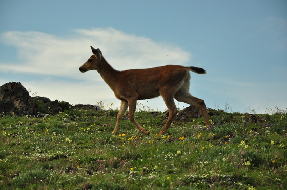 Olympic National Park