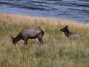 Yellowstone National Park