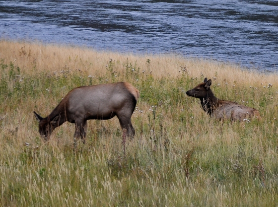 Yellowstone National Park