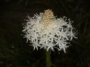 Coeur d'alene National Forest