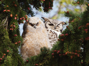 Great Horned Owls