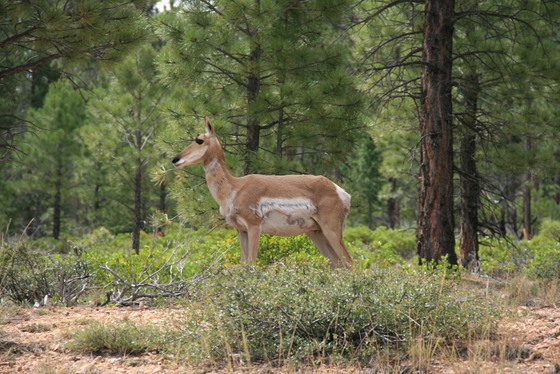 Bryce Canyon National Park