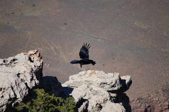 Grand Canyon
