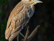 Everglades National Park