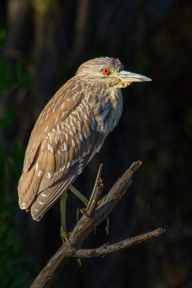 Everglades National Park