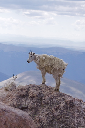 Arapaho & Roosevelt National Forests