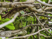Las Cabezas de San Juan Nature Reserve