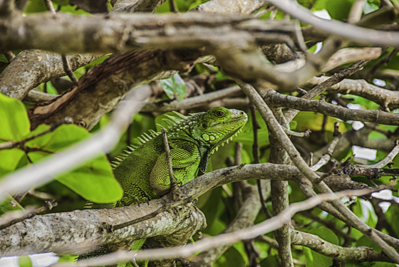 Las Cabezas de San Juan Nature Reserve