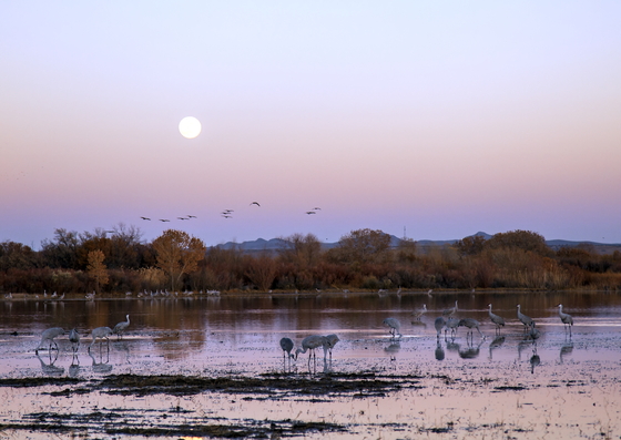 bosque del apache national wildlife refuge