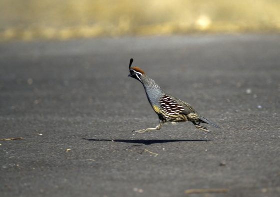 bosque del apache national wildlife refuge
