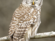 Barred Owl