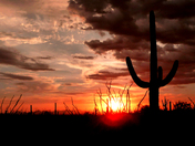 Saguaro National Park