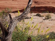 Arches National Park